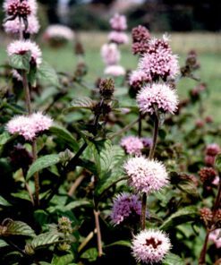 geurstokjes rozemarijn watermunt