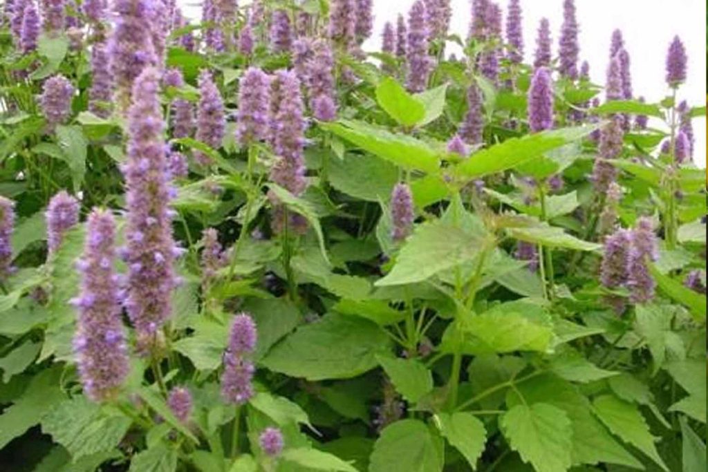 Patchouli plant