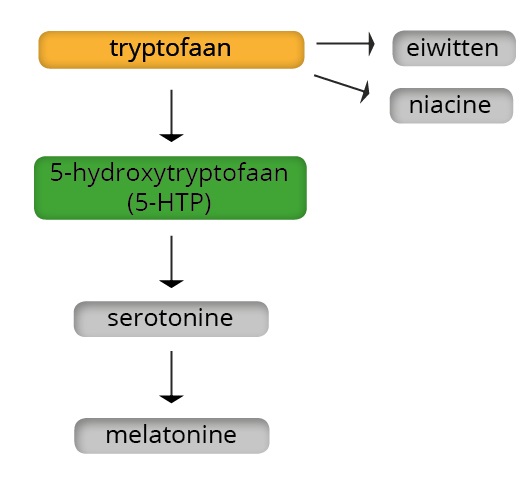 Vitals 5-HTP-werking- figuur 1
