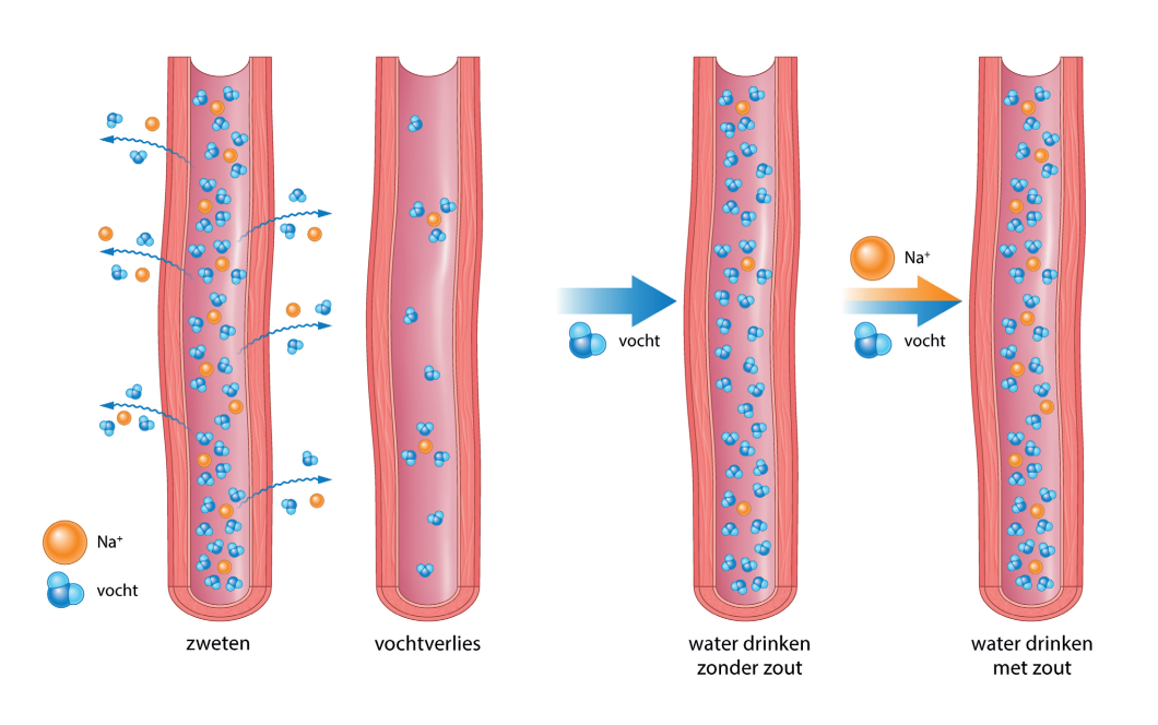 Vitals Elete™ Sportmineralen figuur 2