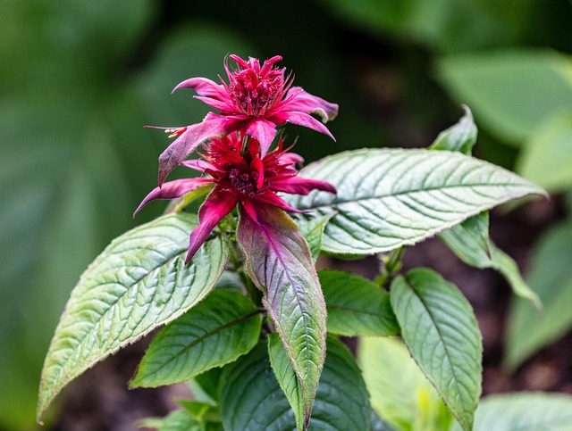 Bergamot Bloem De Groene Linde