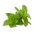 10 ml olie