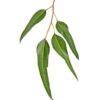 eucalyptus Radiata De Groene Linde
