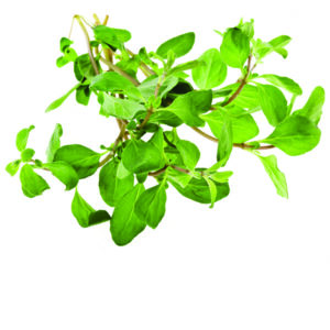 Oregano olie De Groene Linde